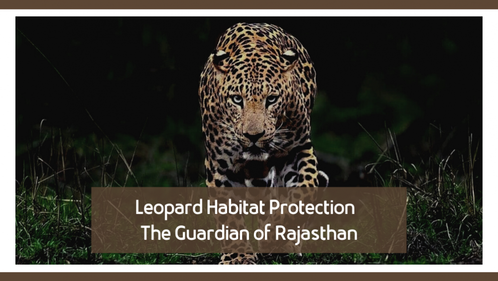 Leopard Habitat Protection: The Guardian Of Rajasthan - Rajasthan Studio