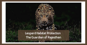 Leopard Habitat Protection: The Guardian of Rajasthan