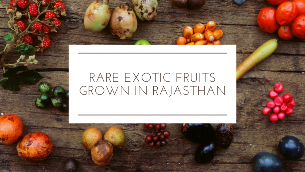 Rare Exotic Fruits Grown In Rajasthan