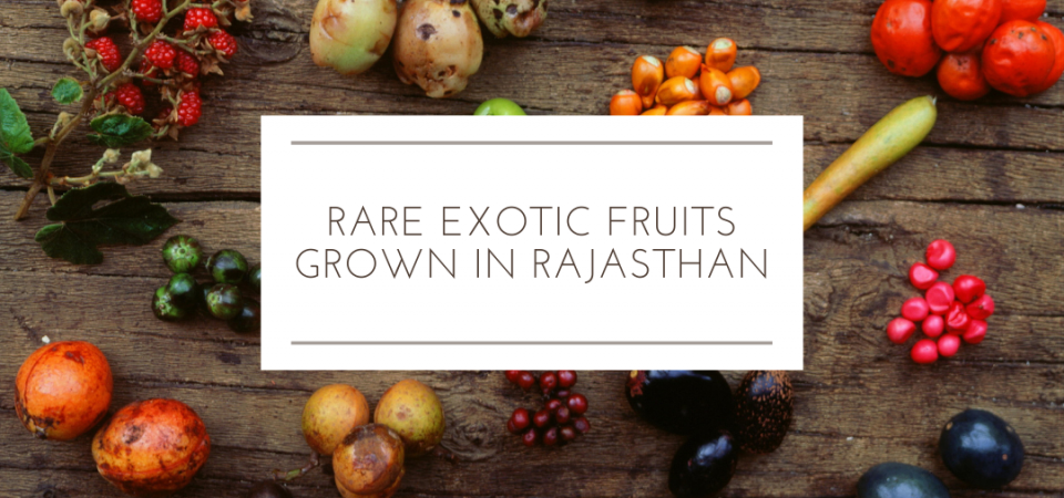 Rare Exotic Fruits Grown In Rajasthan