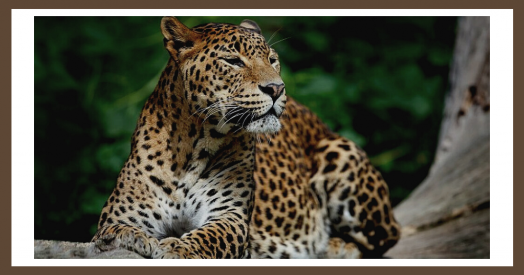 What's special about the Indian Leopard?