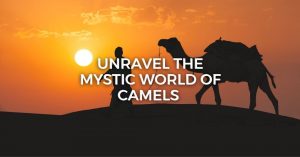 Unravel The Mystic World Of Camels