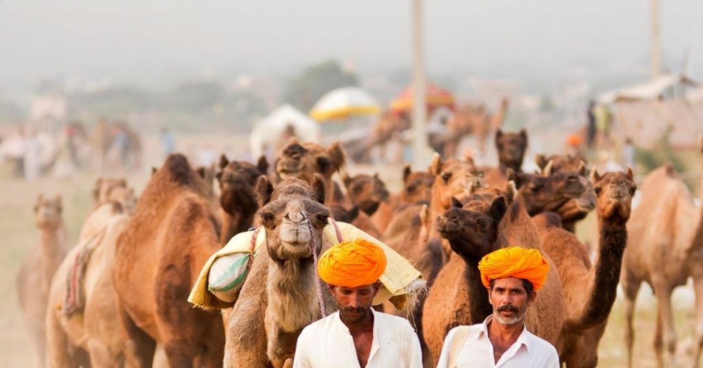 Camels As The Ship Of The Desert Rajasthan