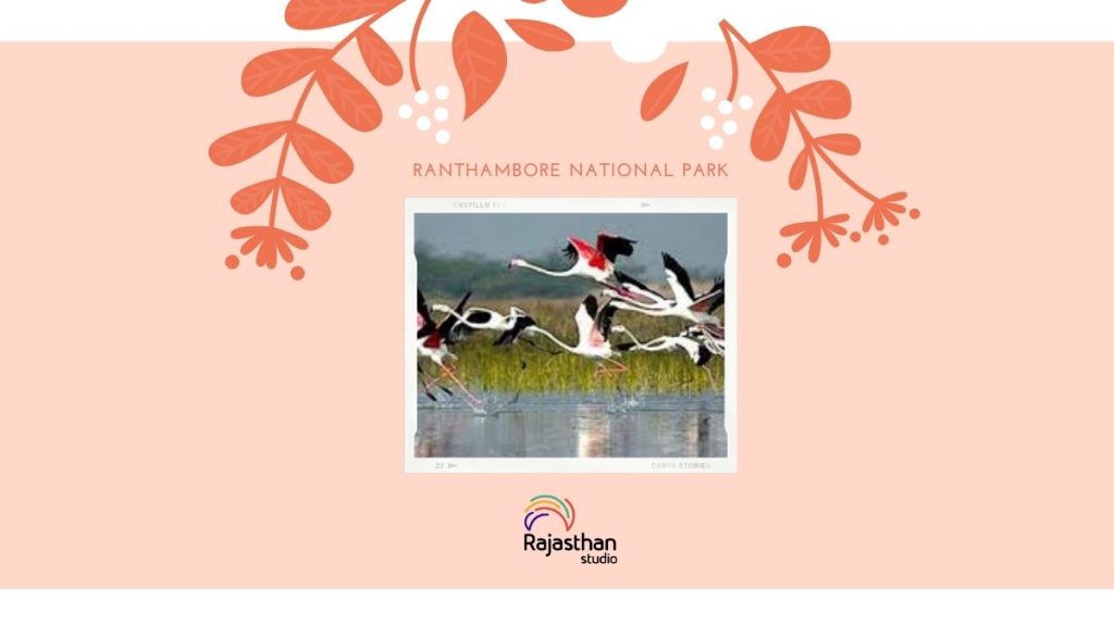 Ranthambore National Park - 11 Stunning Bird Watching Sites In Rajasthan You Must Visit