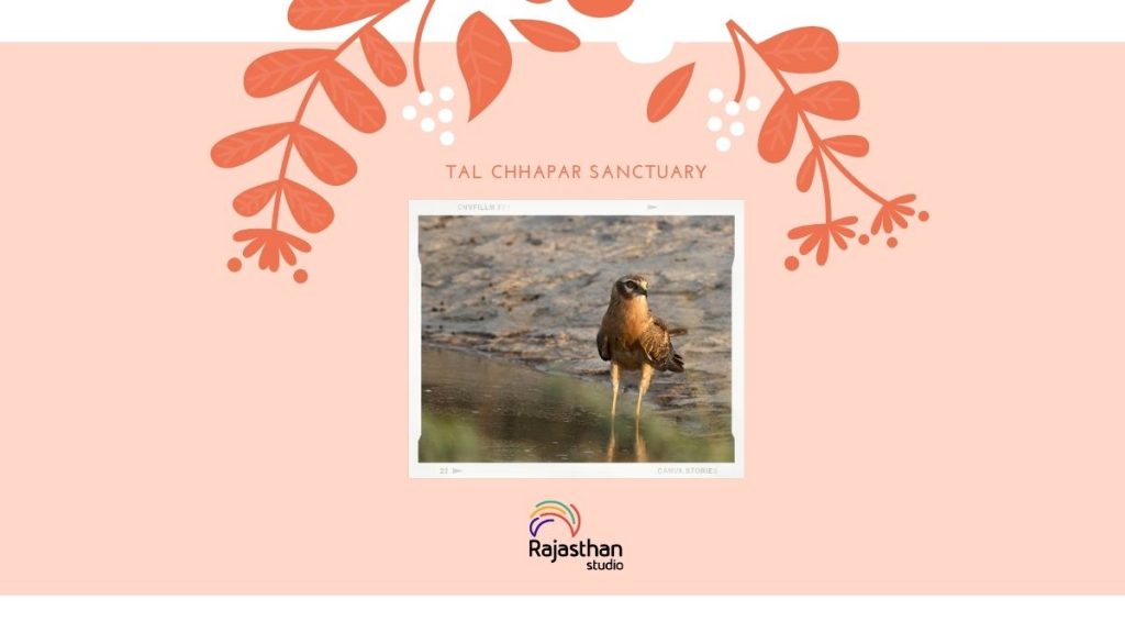 Tal Chhapar Sanctuary - 11 Stunning Bird Watching Sites In Rajasthan You Must Visit