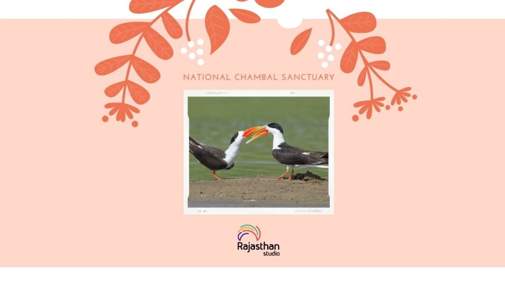 National Chambal Sanctuary - 11 Stunning Bird Watching Sites In Rajasthan You Must Visit