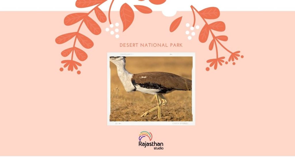 Desert National Park - 11 Stunning Bird Watching Sites In Rajasthan You Must Visit