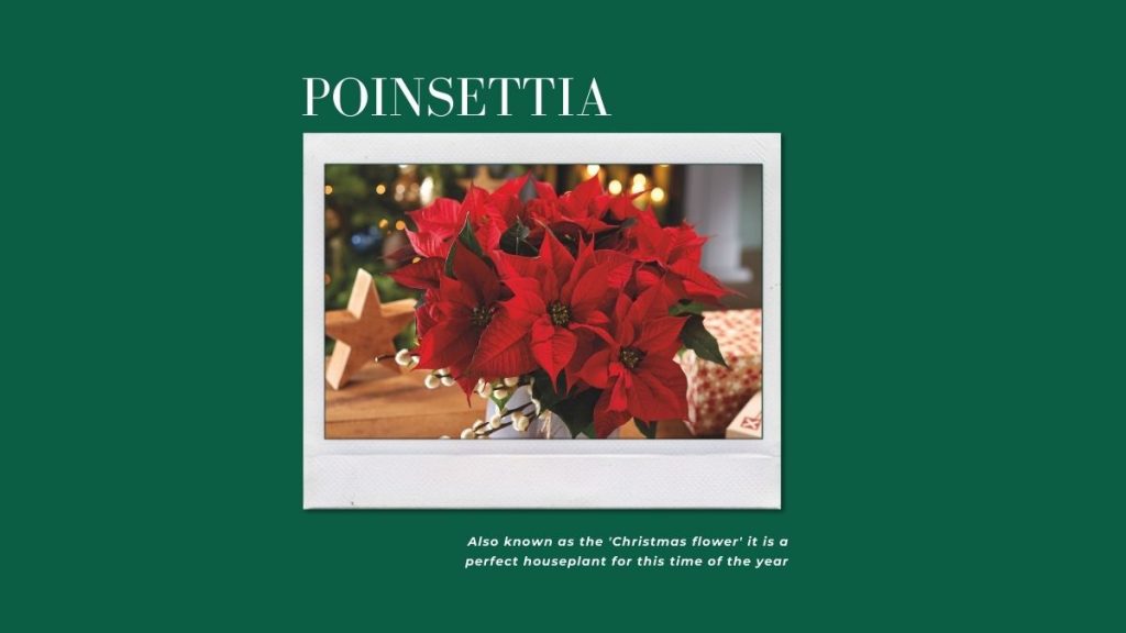Poinsettia - 10 Winter Houseplants To Grow At Home This Season