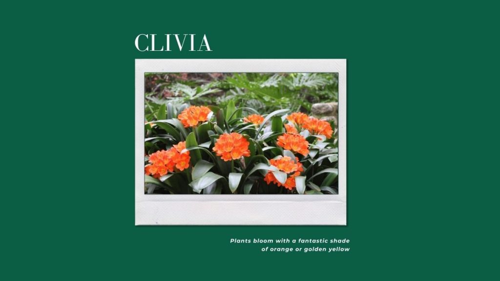 Clivia - 10 Winter Houseplants To Grow At Home This Season