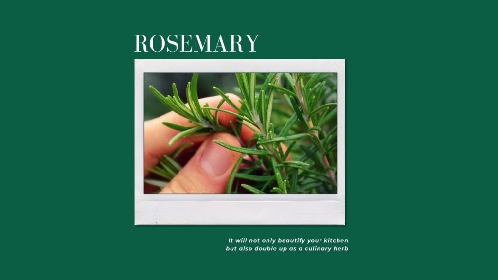 Rosemary - 10 Winter Houseplants To Grow At Home This Season