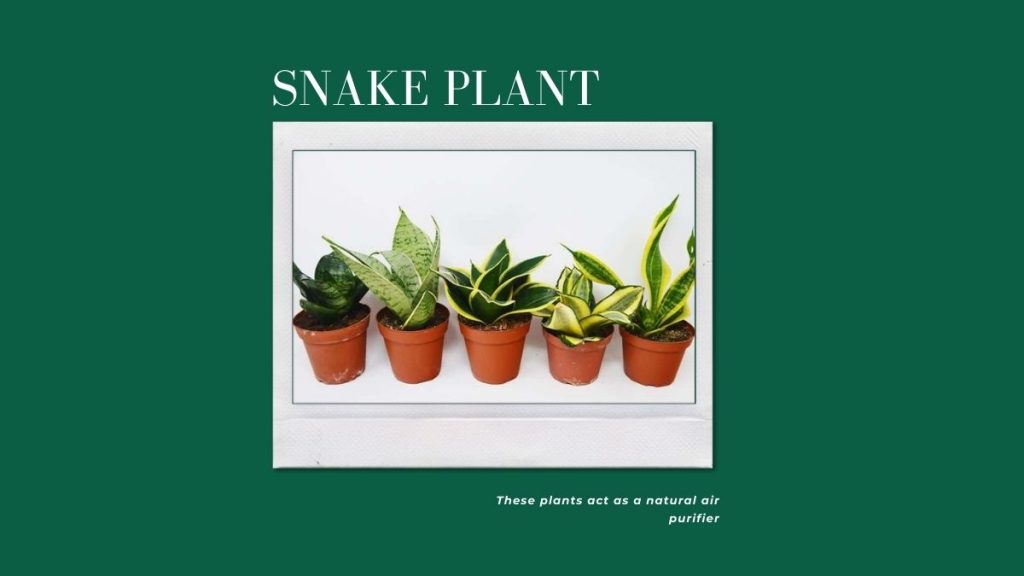 Snake Plant - 10 Winter Houseplants To Grow At Home This Season
