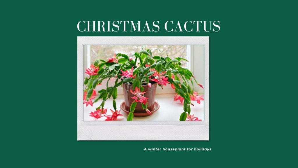 Christmas Cactus - 10 Winter Houseplants To Grow At Home This Season