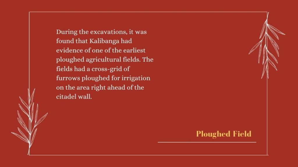 Ploughed Field - Kalibanga Pilibanga: A Connection To Indus Valley Civilization