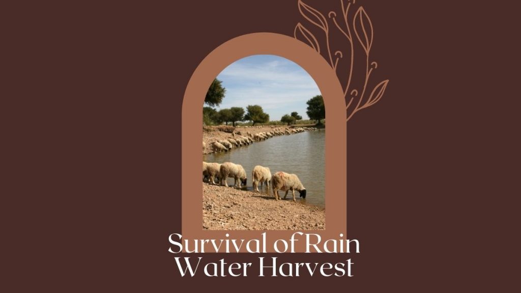 Survival of Rainwater Harvest