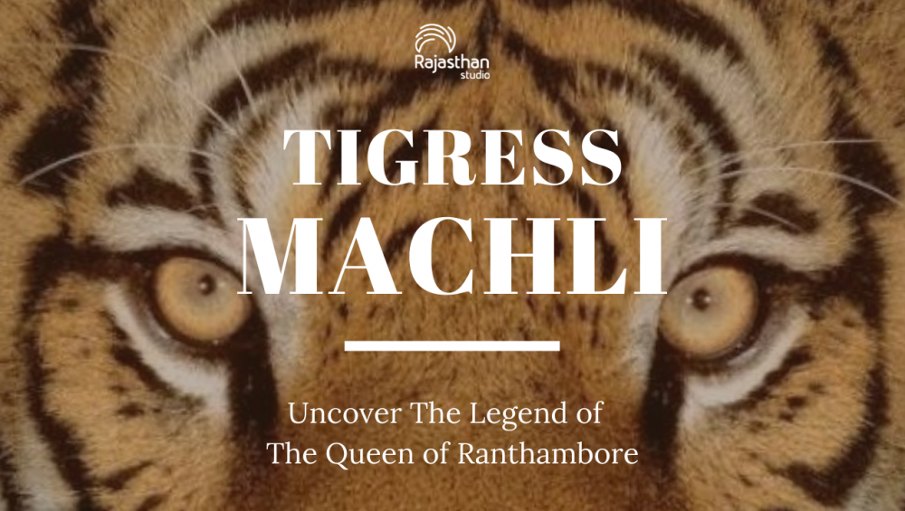 famous tiger of india, famous tigress of india, bengal tiger, world’s oldest tigress, queen of ranthambore, machali t-16, popular tigress, ramthambore’s famous tigress, tiger queen