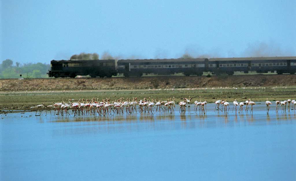 flamingos at sambhar lake india