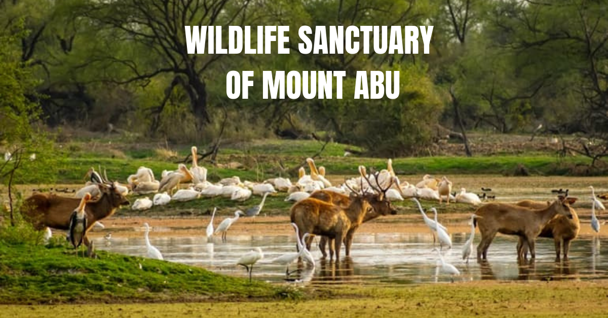 Mount Abu Wildlife Sanctuary - Rajasthan Studio